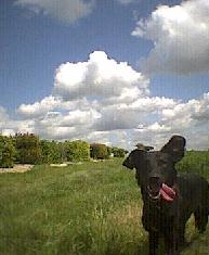 mein Hund, 