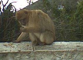 Das ist kein Affe, sondern ein Berbermakakke.