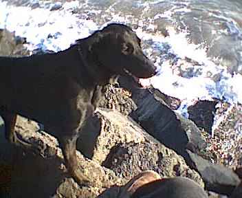 Der junge Hund und das Meer