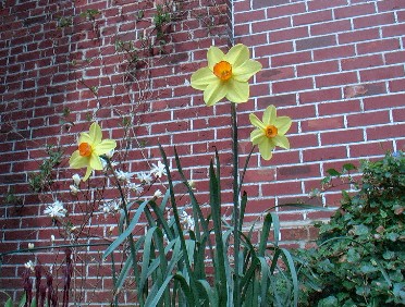 Mauerbl&uuml;mchen?